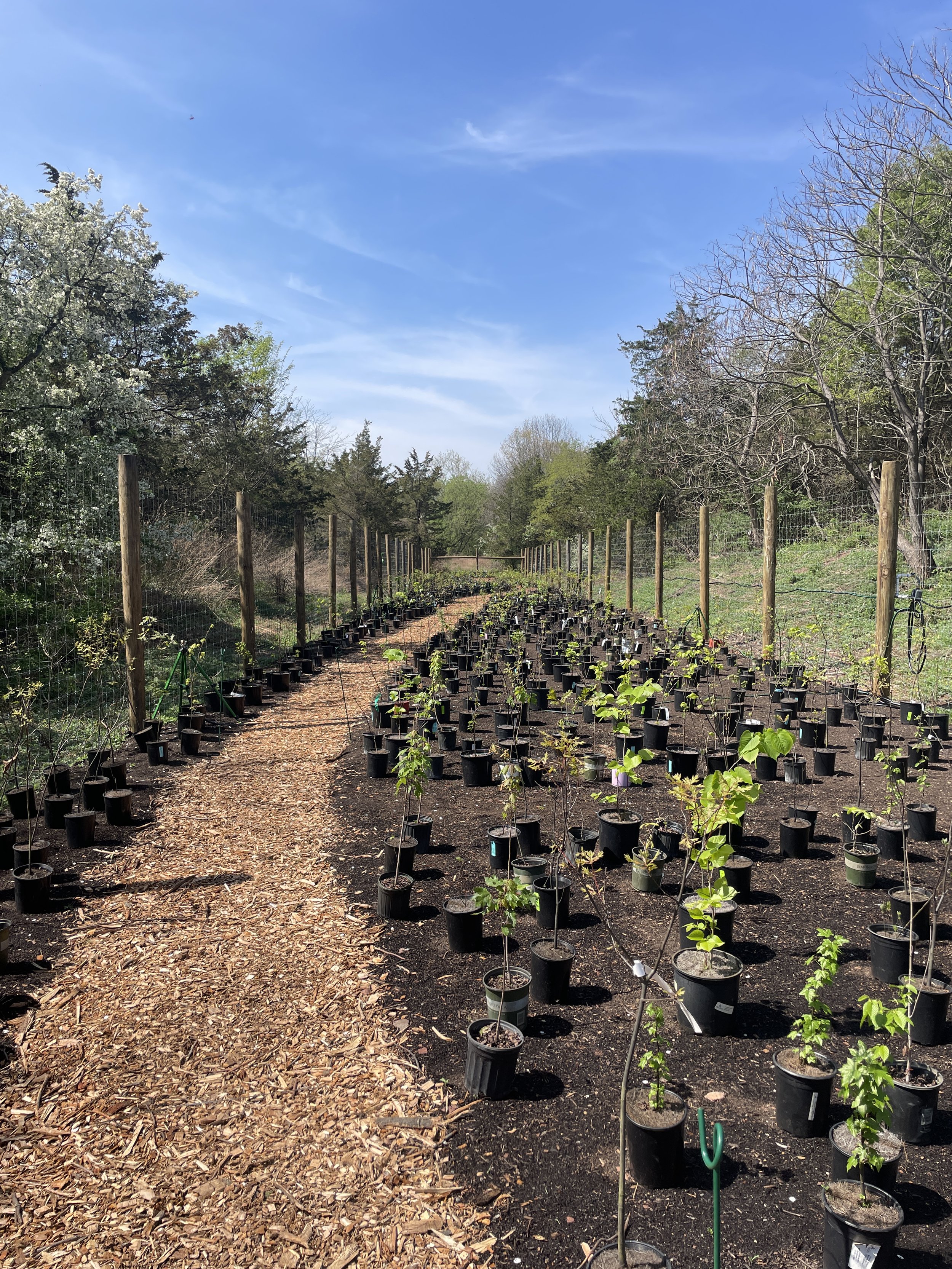 Hundreds of Students Plant Rutgers' First Miyawaki Forest on
